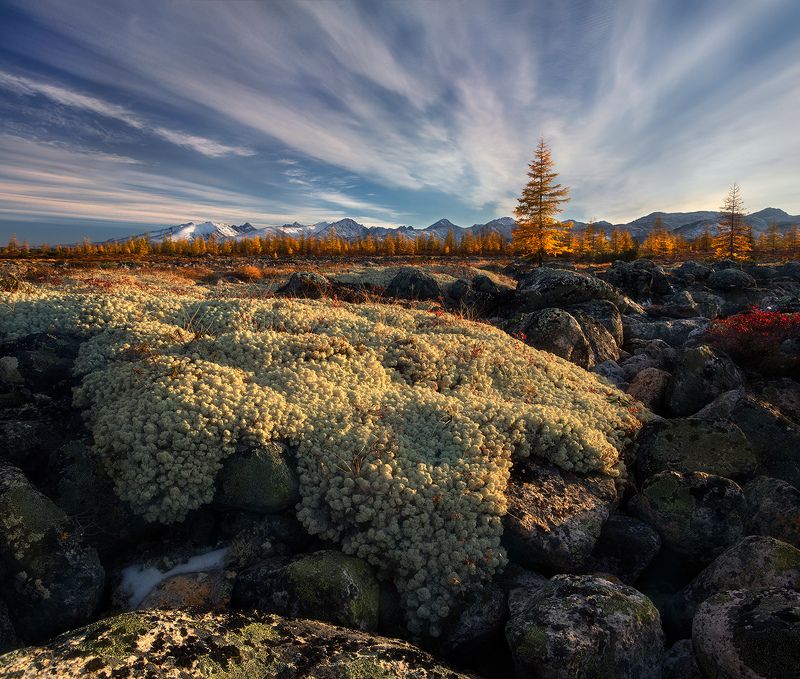 озеро джека лондона мягкая лапа тундрыphoto preview