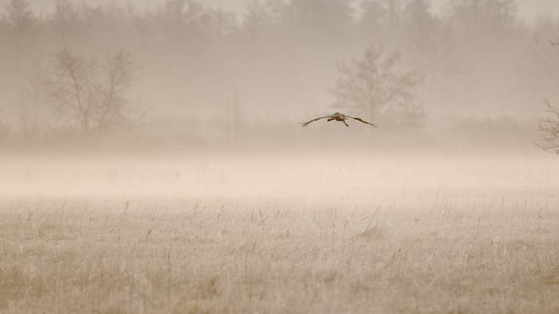 в туман фото превью