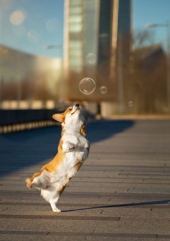 Pembroke Welsh Corgi *Businka*photo preview