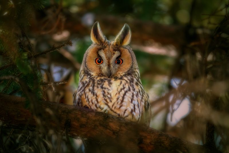 Long-eared Owl (Asio otus)...photo preview