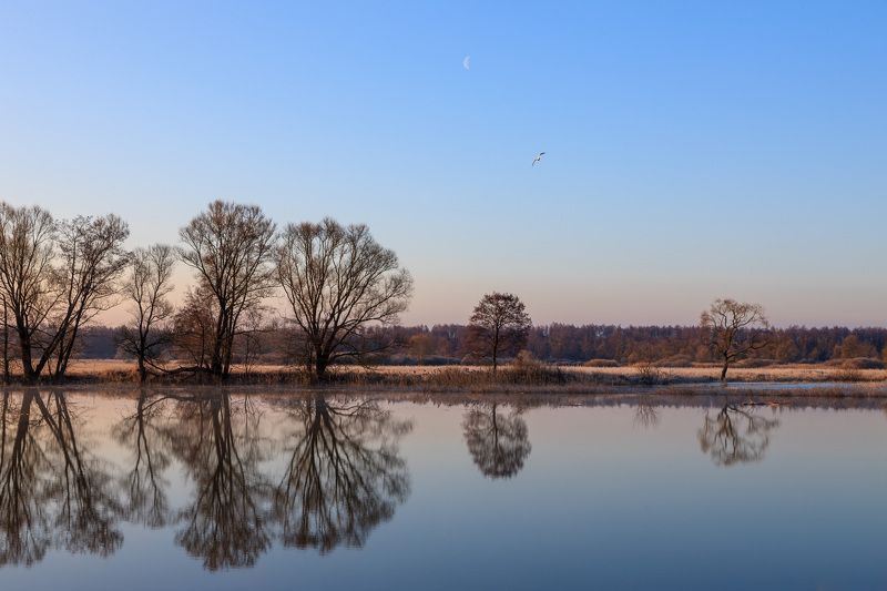 Весна, река, отражение, деревья, вода, птица, рассвет, Липецкая область, река Воронеж, Весенние зарисовкиphoto preview