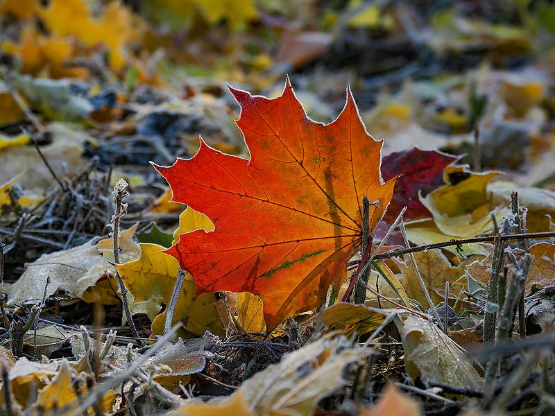 утренний иней 2photo preview