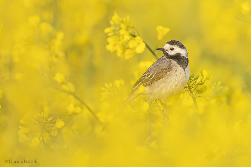 Белая трясогузкаphoto preview