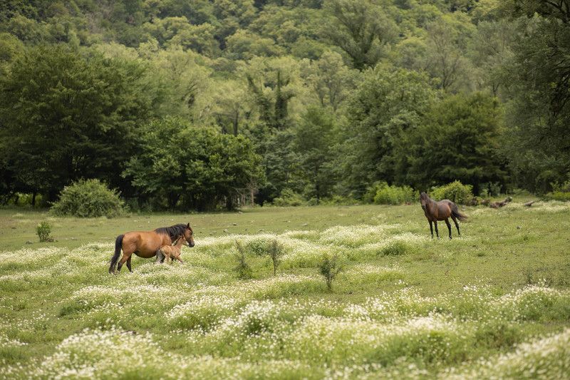Лошади, горы, луг, природа, лето Семьяphoto preview