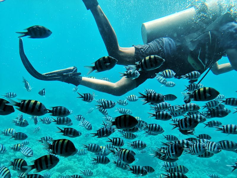 дайвер, underwater, pomoleyko, water, sea, redsea Дайвер и его свитаphoto preview