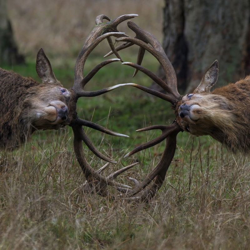 Wildlifephoto preview