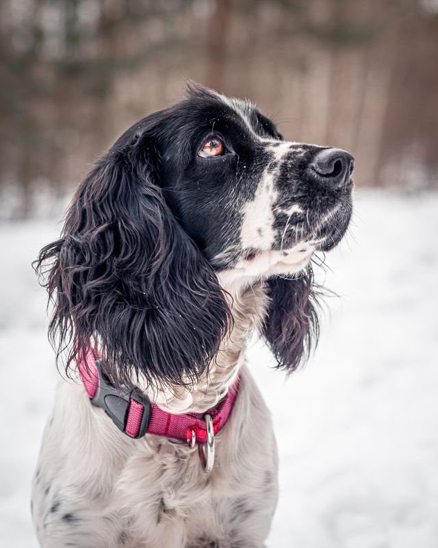 Альмаphoto preview