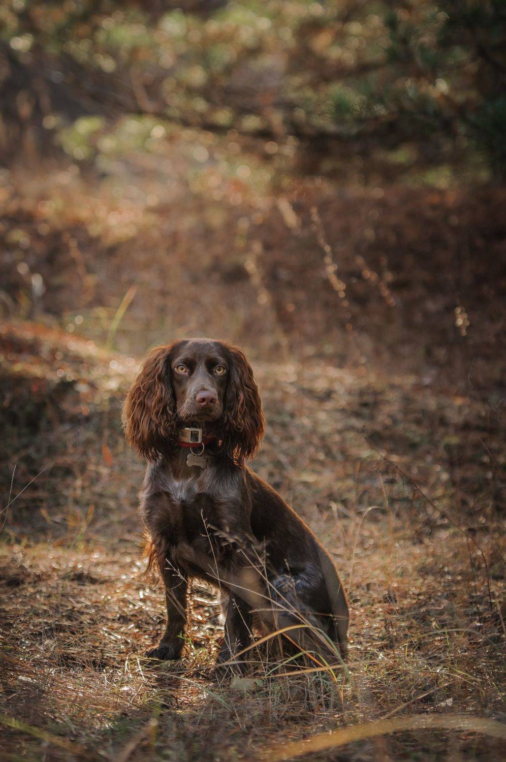 Айти. Автор: Динара Зуйкова , Динара Зуйкова