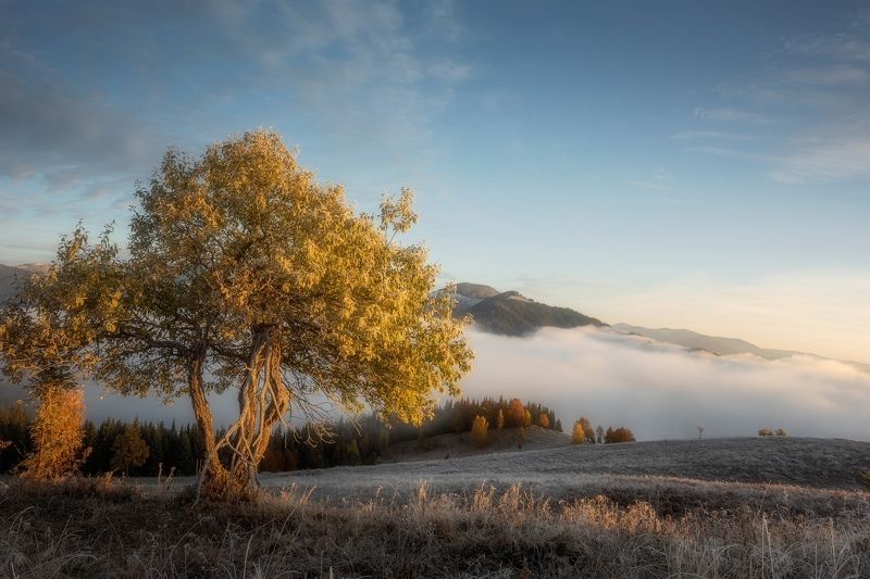 Утро в Карпатахphoto preview