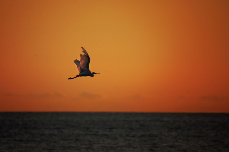 animals, birds, fly, sea, seaside, landscape, free Free.....photo preview