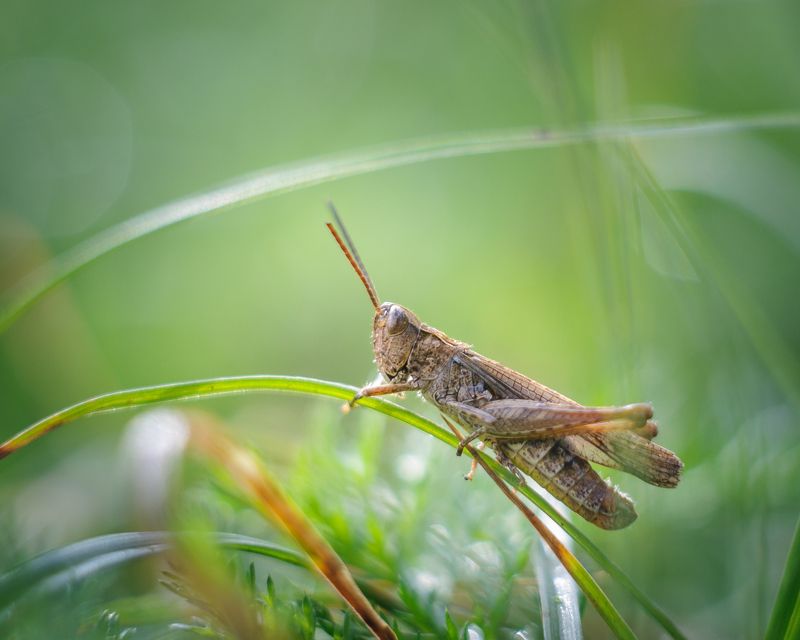 Конек Изменчивыйphoto preview