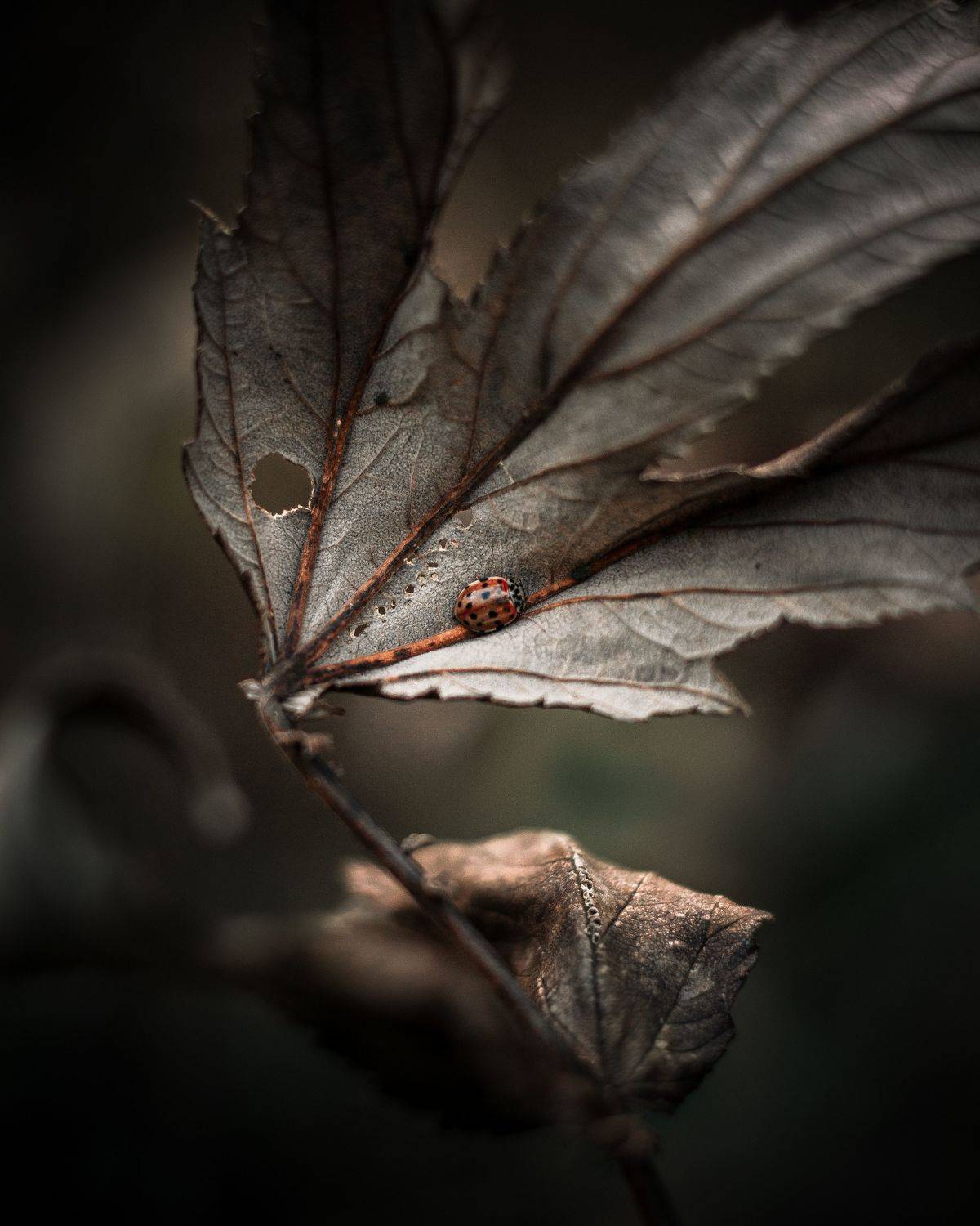 Автор: Максим Салихов , Максим Салихов