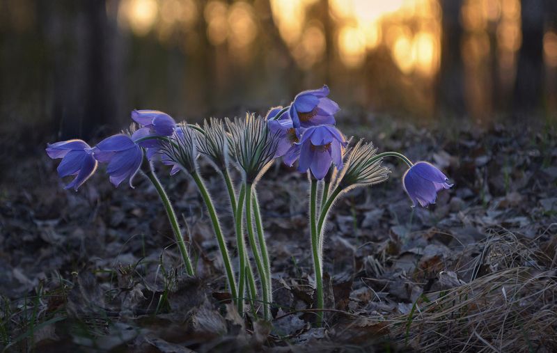 сон-трава *** фото превью