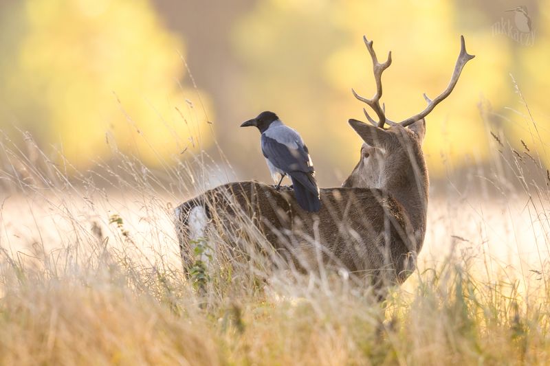 Symbiosisphoto preview