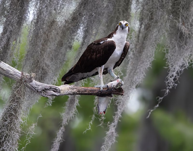 cкопа, osprey, florida, хищные птицы, wildlife Osprey with Prey - Скопа с добычейphoto preview
