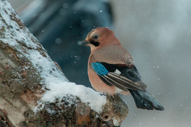 birds, jay, wildlife, птицы, сойка, зима, снег Зимняя сойкаphoto preview