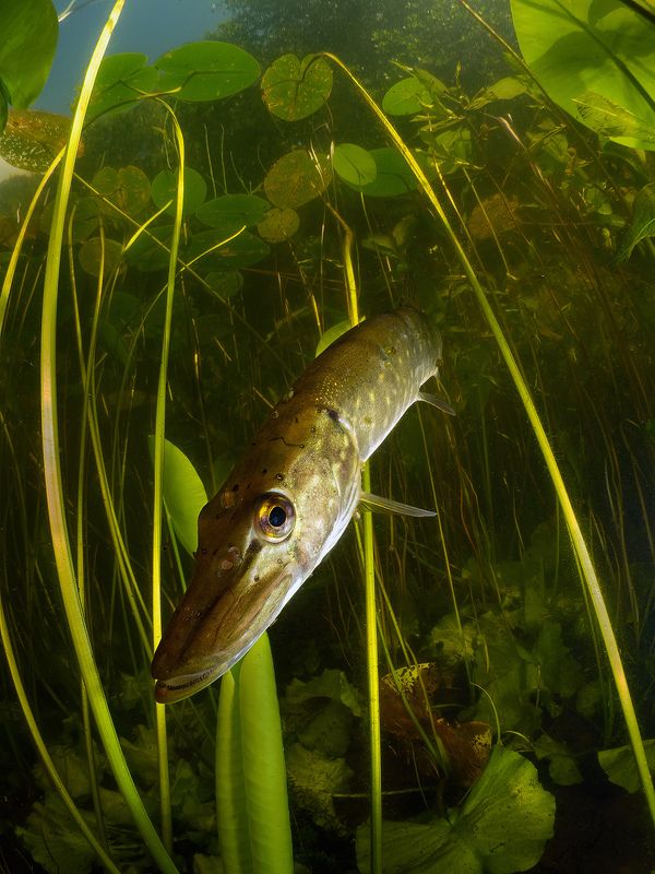 Карелия щука Кивач подводное фото Портрет щукиphoto preview