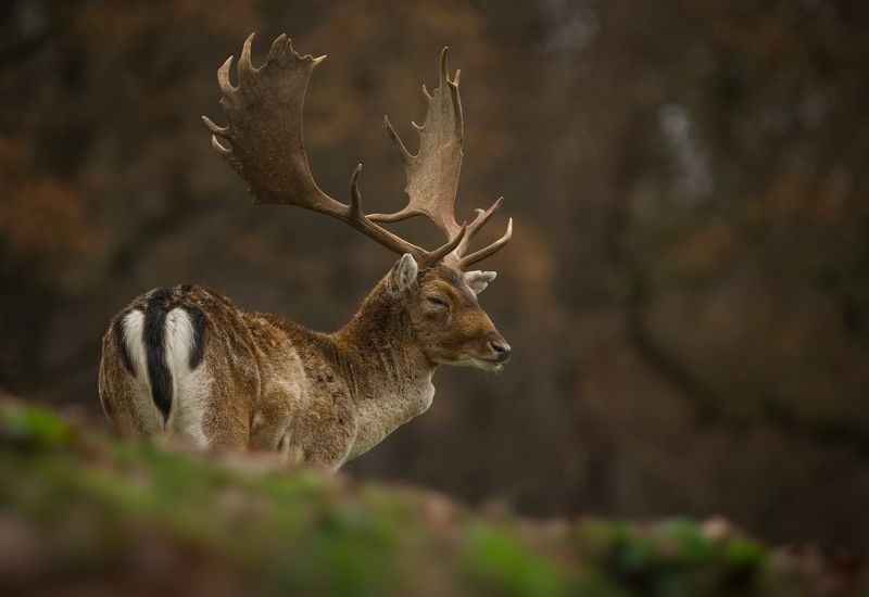 fallow-deer, wildlife, animals, nature, forest, autumn, deer, horns Moodyphoto preview