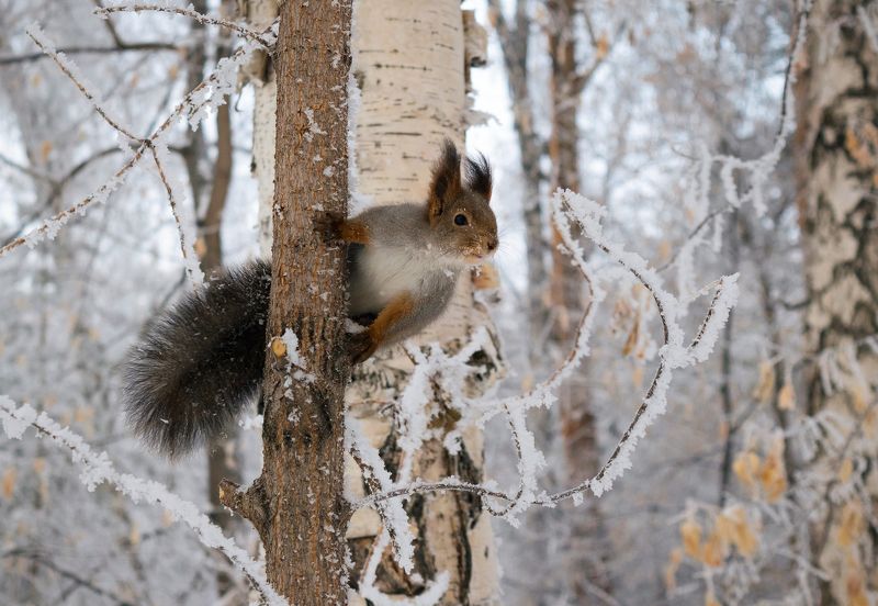 белка, зима Зимняя сказкаphoto preview