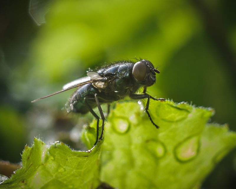 Муха-цекотухаphoto preview