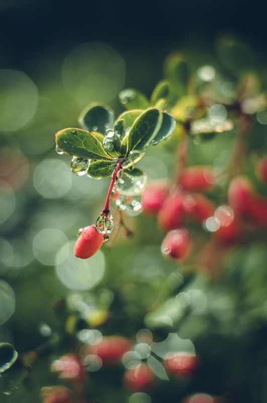 Капелькиphoto preview