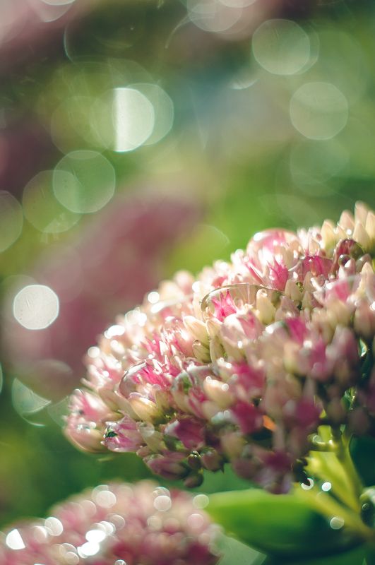 После дождичкаphoto preview