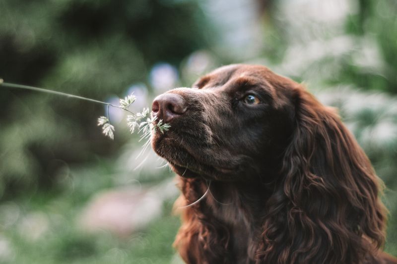 Нюхачphoto preview