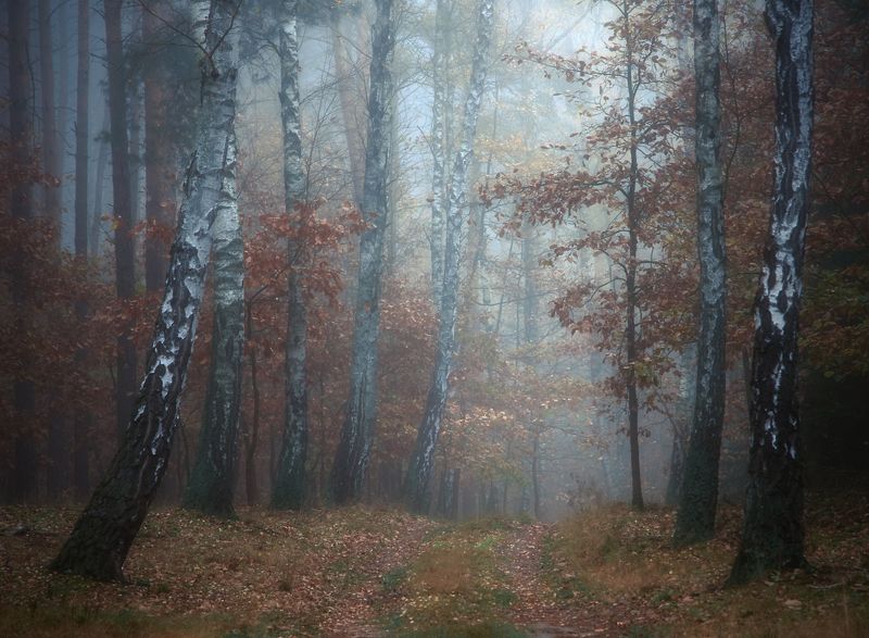 november woods...photo preview