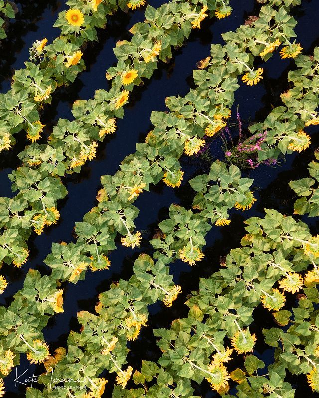 После дождяphoto preview