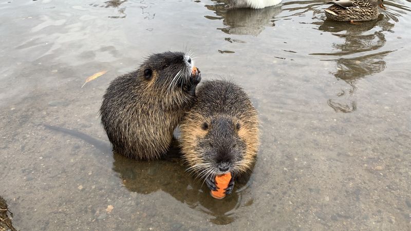 чехия, нутрии, животные Совместный обедphoto preview