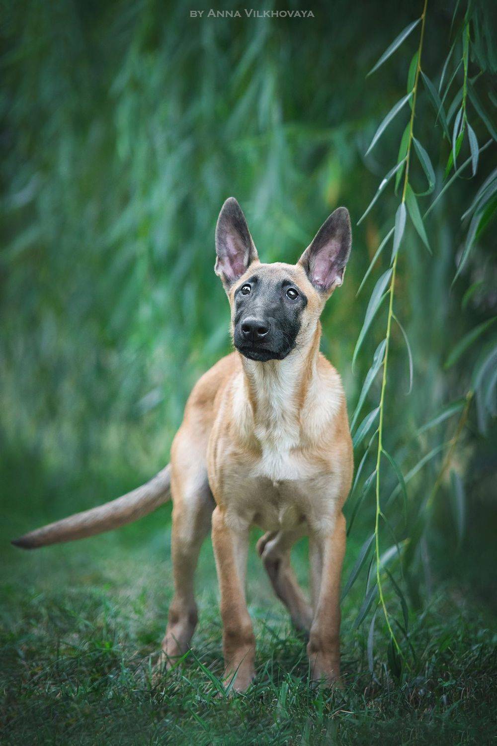 , Анна Вильховая