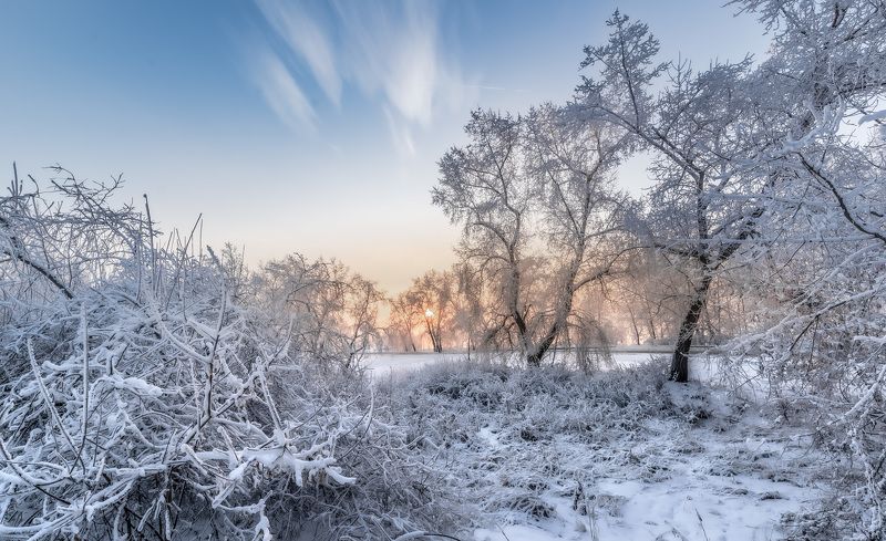 деревья, иней. На опушке.photo preview