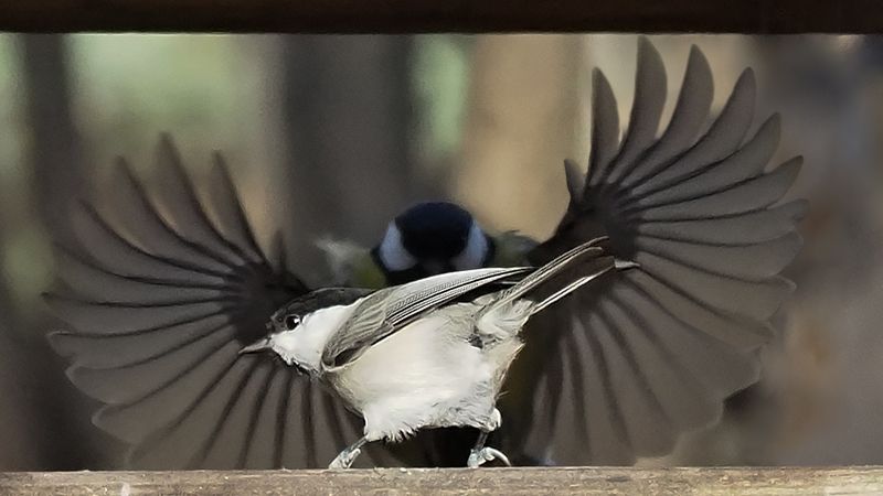 соперники не дремлютphoto preview