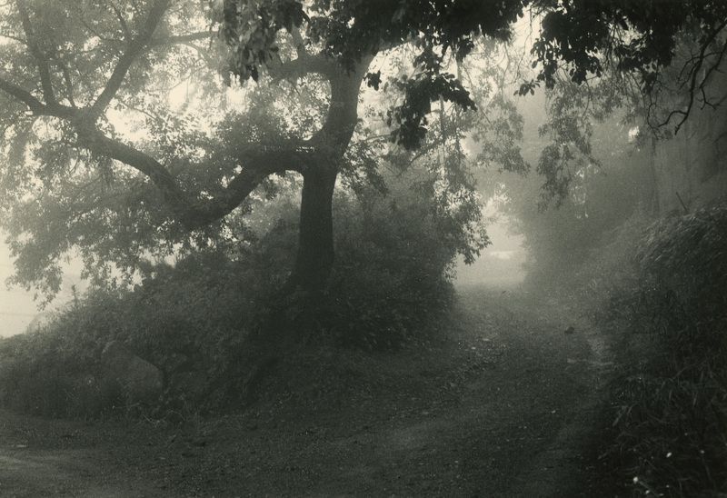 filmphotography, darkroomphotography Go up through the fogphoto preview