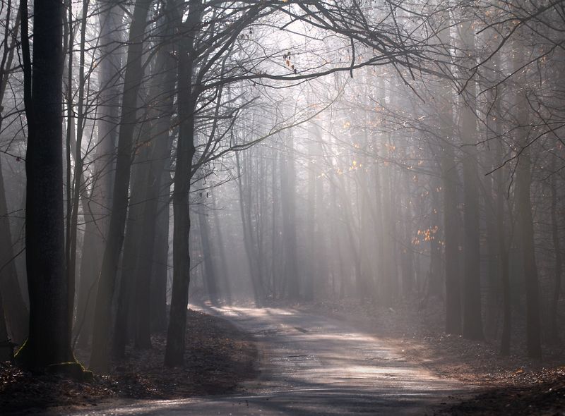 morning light...photo preview