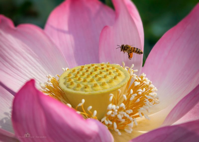 пчела, полёт, макро,  лотос комарова, nelumbo komarovii, лотос, крупный план, макро,   дальневосточная природа,  макросъемка насекомых, макросъемка, съёмка насекомых, макро охота, макрофото охота, фотоохота, фокусирование, фокусировка, лотос орехоносный, О-го-го, сколько здесь нектара!photo preview