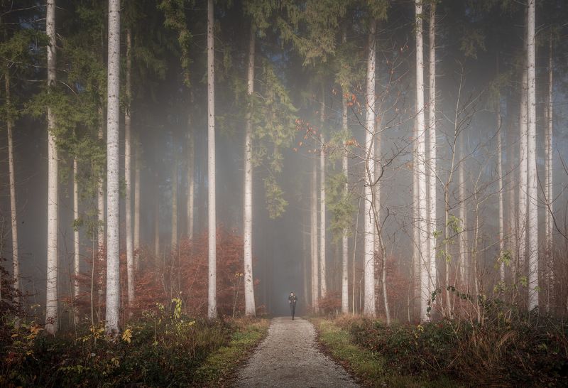 tree, trees, forest, fog, foggy, дерево, деревья, лес, туман Run Forest! Run!photo preview