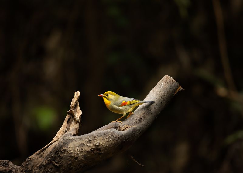 birds, animals, wildlife, red-billed leiothrix, птицы, пернатые, китайский соловей, Китайский соловей | Red-billed leiothrixphoto preview