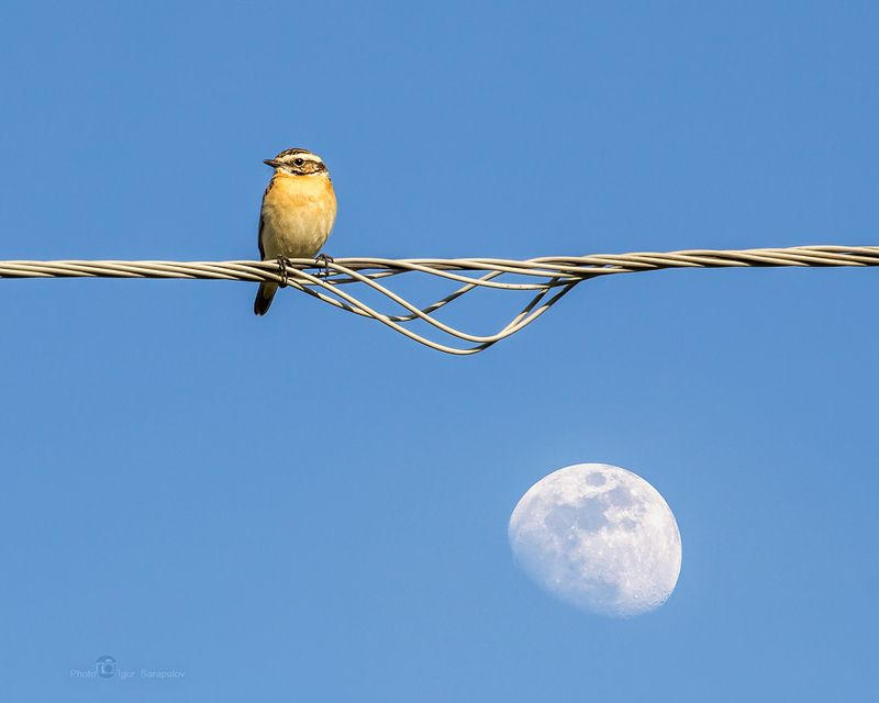птичка, луговой чекан,  saxicola rubetra, небо, воздух, провода, лэп, перед полётом, hig sky, приёмы фотосъёмки, вид, небо, май, луна, природа,  совмещение фокуса, focus stacking,  концепт, фокус-стекинг Выше небаphoto preview