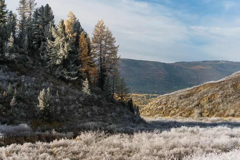 иней, лиственницы, кедры, осень, алтай, горный алтай, чибтка, река Pro счастье фотографаphoto preview