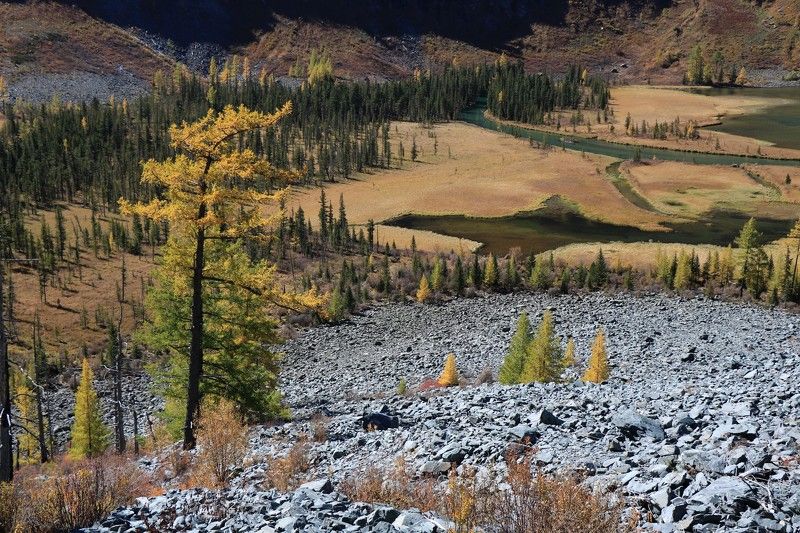 природа,осень,алтай,лиственница,река,мульта Долина реки Мультаphoto preview