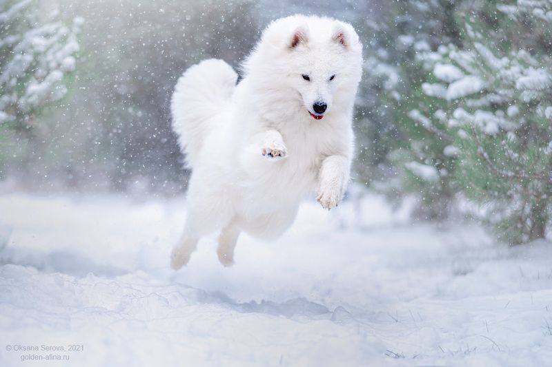 Снежок!photo preview