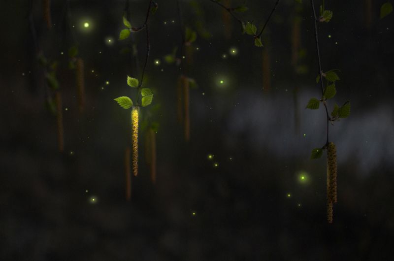 Тайны весеннего леса) фото превью