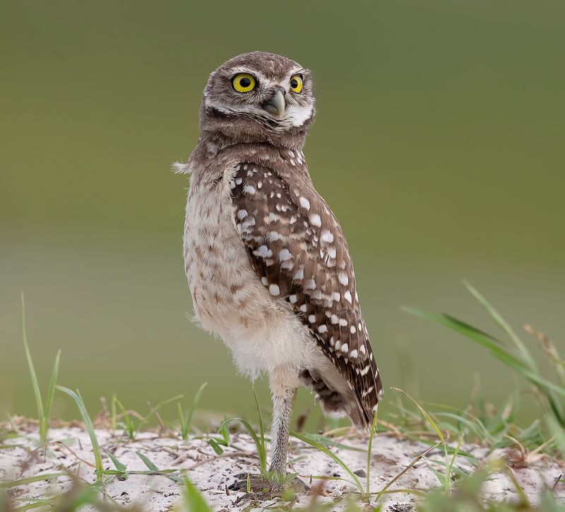 кроличий сыч, florida, burrowing owl, owl, флорида,сыч Cыч - Burrowing Owlphoto preview