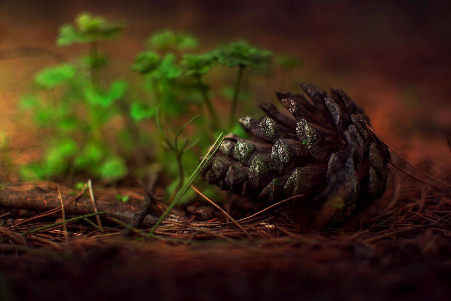 green,wild,nature,light,bokeh,zenit,helios,nikon,pine,tree,, Борислав Алексиев