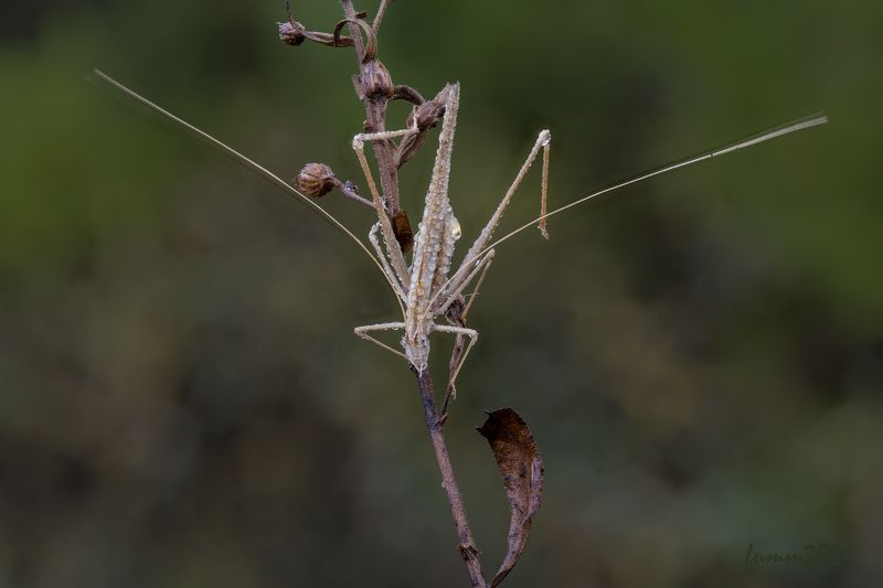 КОСАЯ САЖЕНЬ В ... УСАХphoto preview