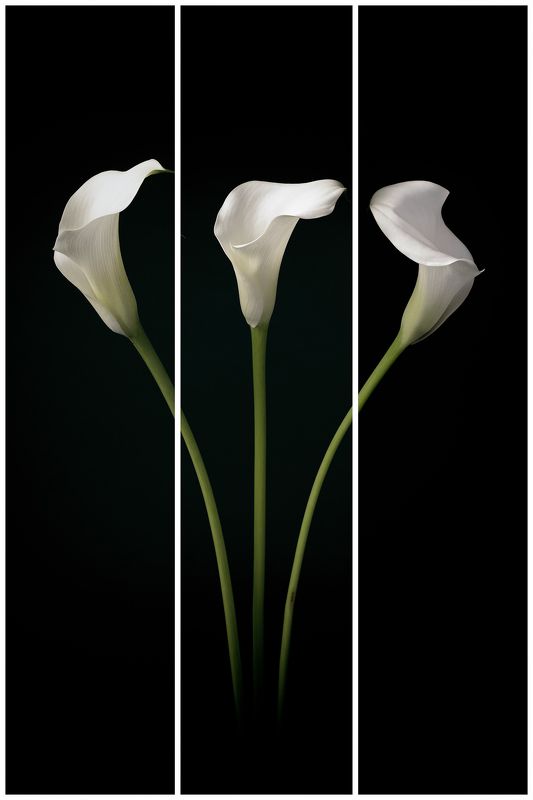 Kwiatowophoto preview