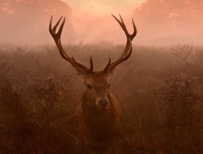 The King Portraitphoto preview