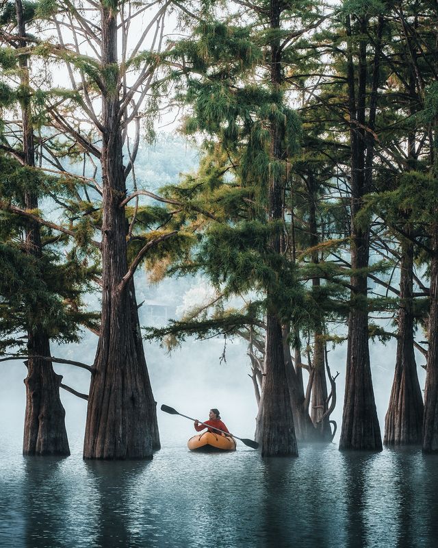 болотные кипарисы, анапа, сукко, кипарисы Болотные кипарисы Суккоphoto preview