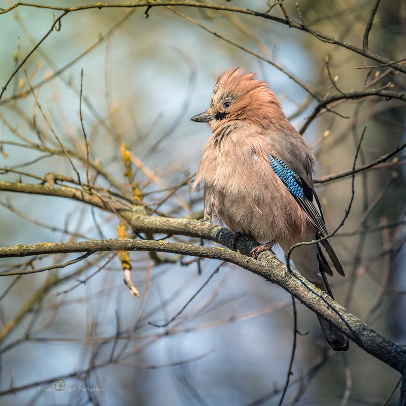 сойка, кареза, фотоохота, яркое оперение, птица, перья, взъерошивание, взъерошенные перья, взлохмачивание, забавная, занимательная, нахохлиться, клюв,  глаз, взгляд, весна, garrulus glandarius Попугай весеннего лесаphoto preview